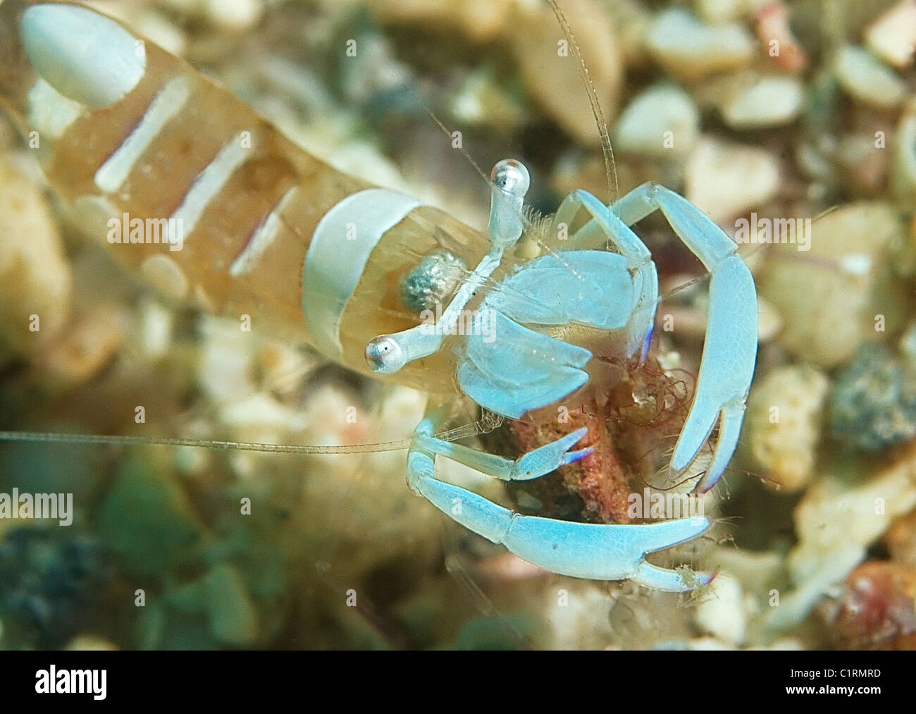 Magnificent shrimp (Periclimenes magnificus), Malaysia, island Redang Stock Photo