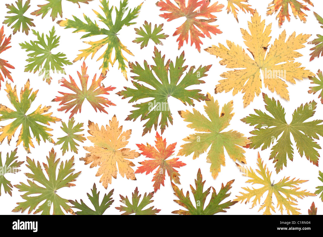 Colour autumn sheet put on white background Stock Photo Alamy