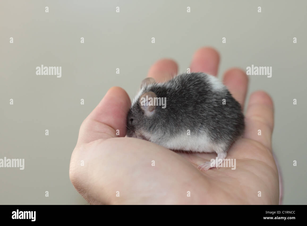 Hiding Mouse Stock Photo Alamy