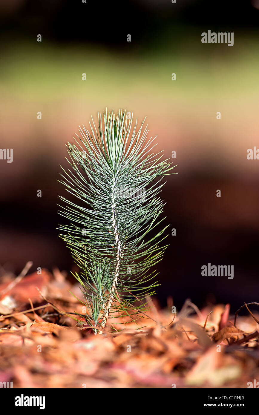 Pine sapling Stock Photo Alamy