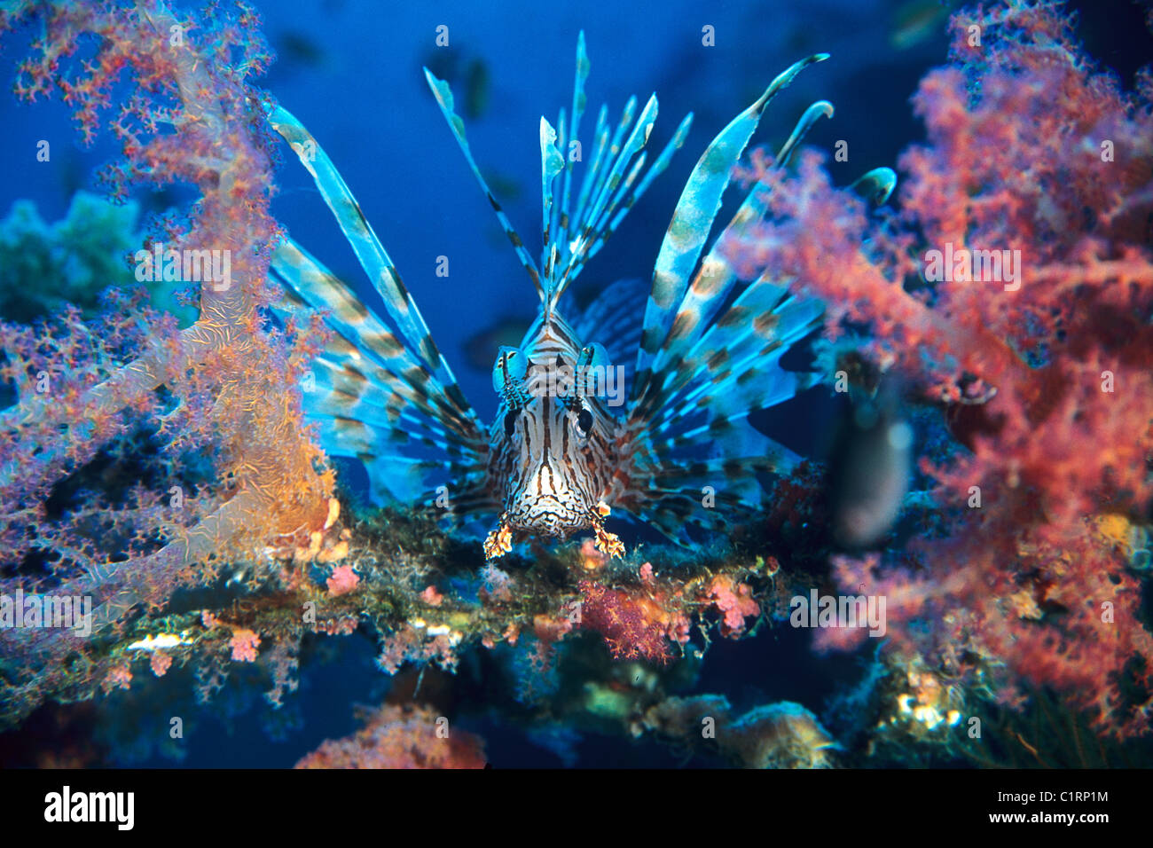Red lionfish (Pterois volitans), Red sea, Egipt Stock Photo