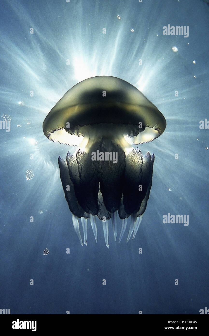 barrel jellyfish or dustbin-lid jellyfish (Rhizostoma pulmo), Black Sea, Crimea, Ukraine Stock Photo