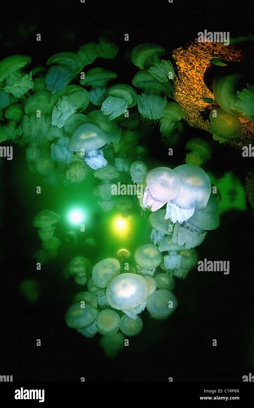 group of barrel jellyfish or dustbin-lid jellyfish (Rhizostoma pulmo) in cave, Black Sea, Crimea Stock Photo