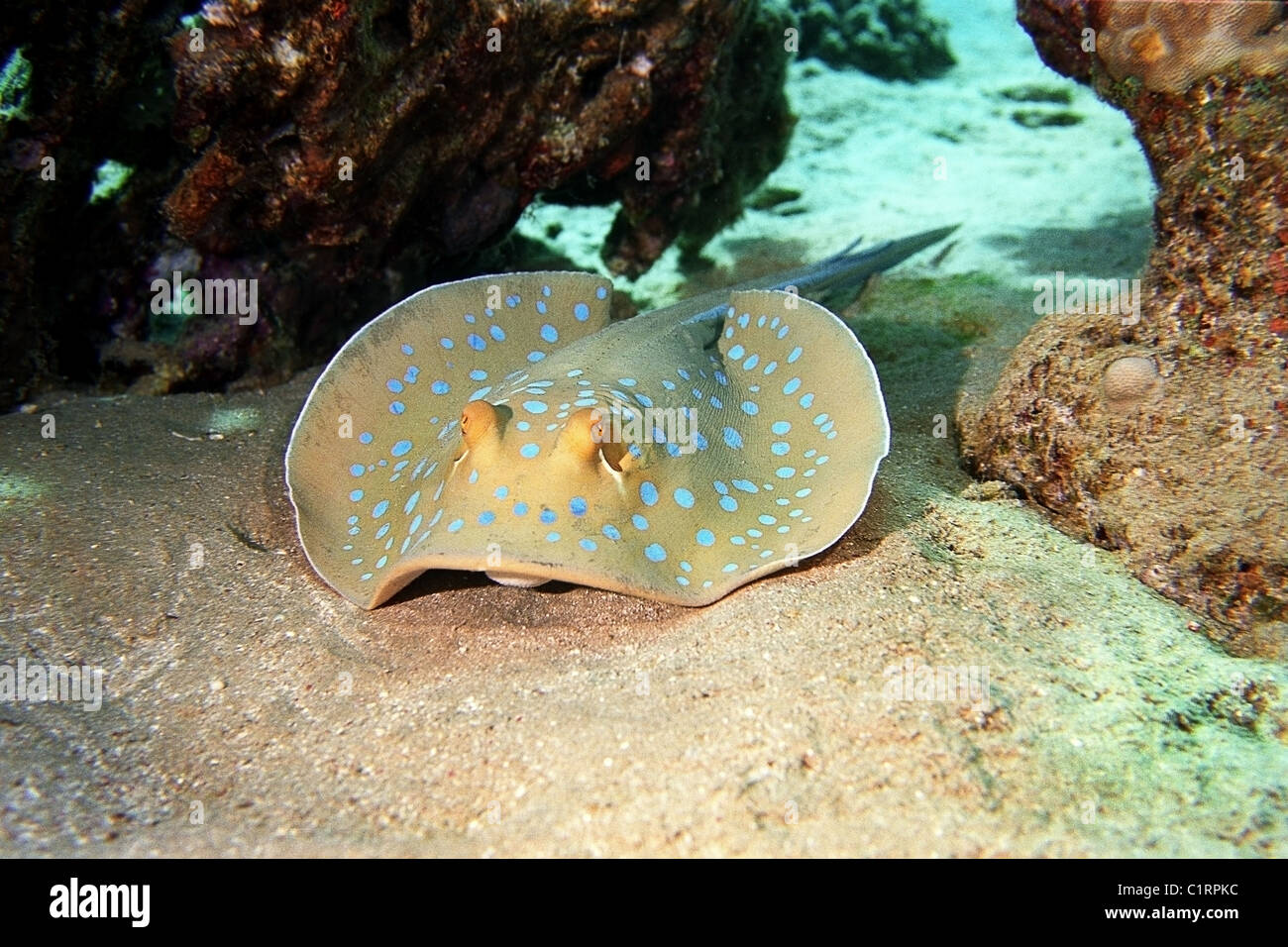 Blue-spotted stingray (Taeniura lymma), Red sea, Egipt Stock Photo