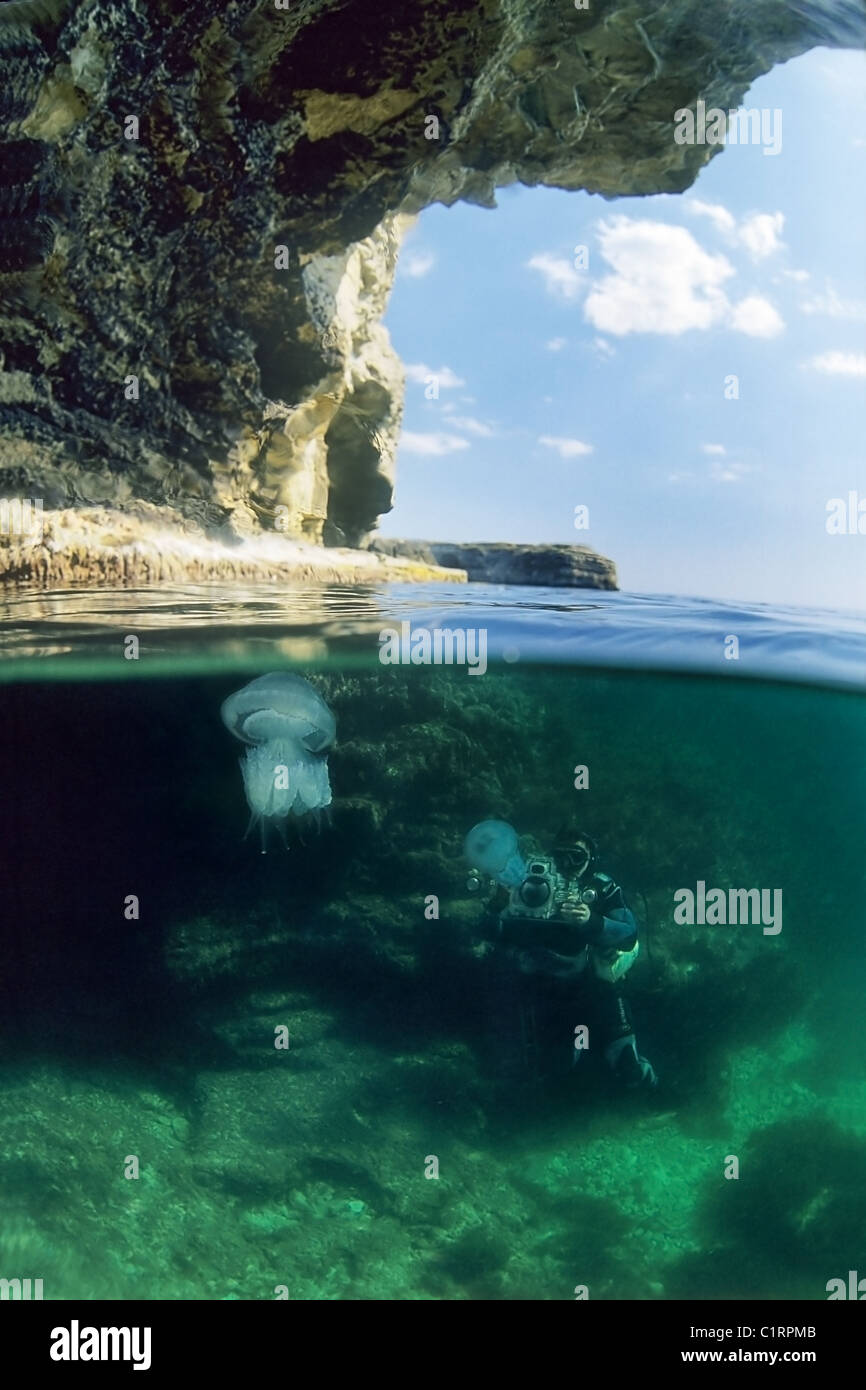 Split level, barrel jellyfish or dustbin-lid jellyfish (Rhizostoma pulmo), Black Sea, Crimea, Ukraine Stock Photo