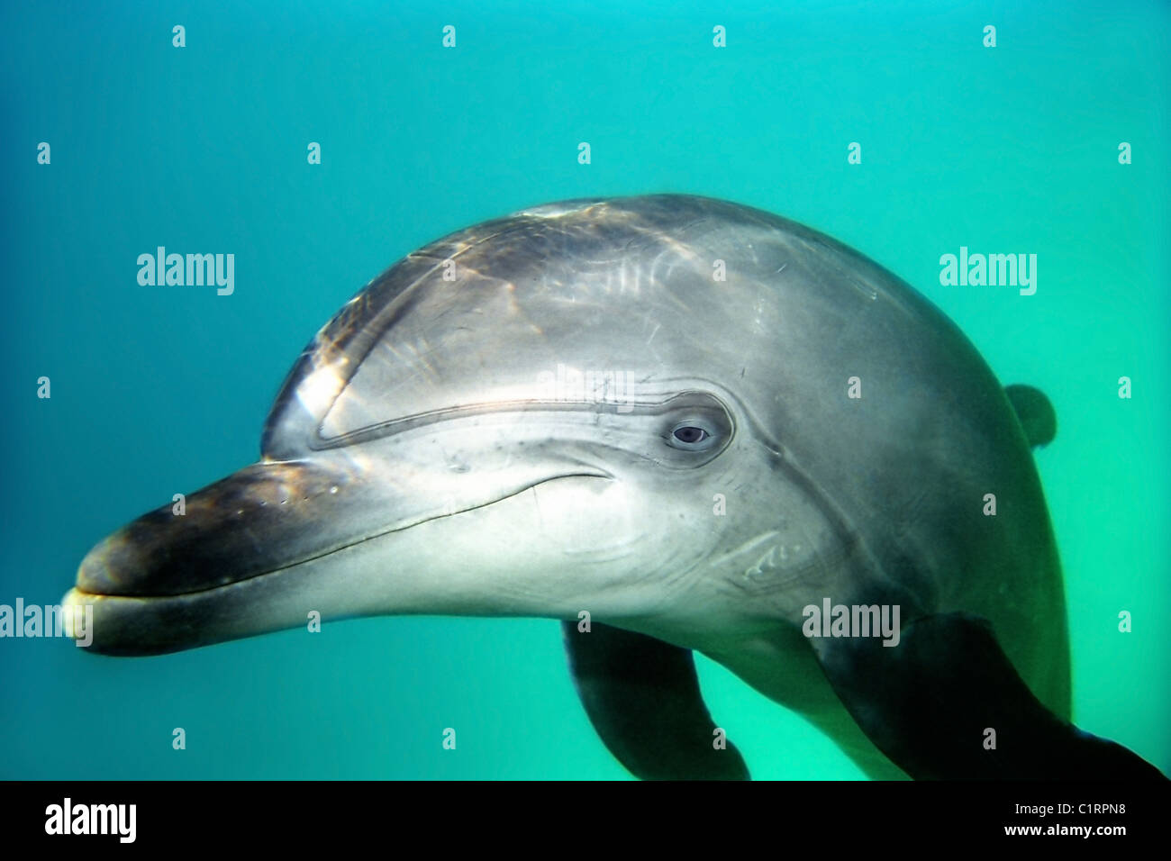 Дельфин живет лет. Афалина (Tursiops truncatus). Дельфины афалины. Черноморская Афалина. Дельфины Афалина Крым.