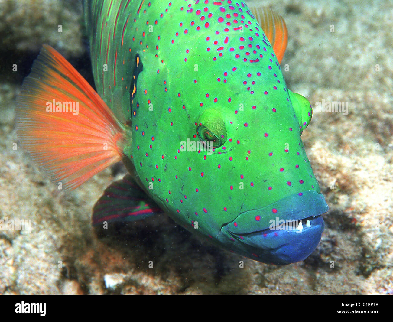 Broomtail Wrasse (Cheilinus lunulatus), Red sea, Egipt Stock Photo - Alamy