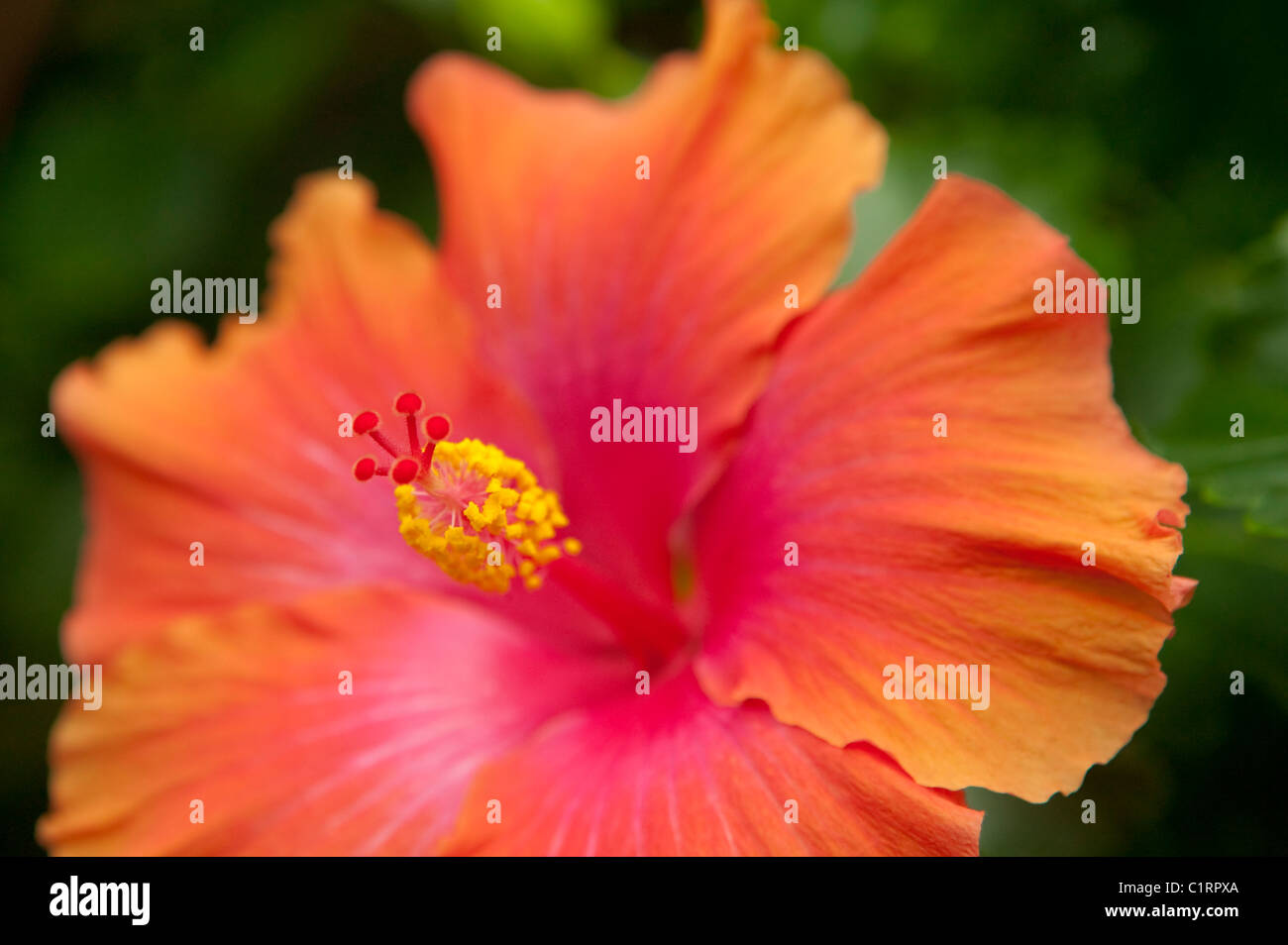 Pink and orange hibiscus flower hires stock photography and images Alamy