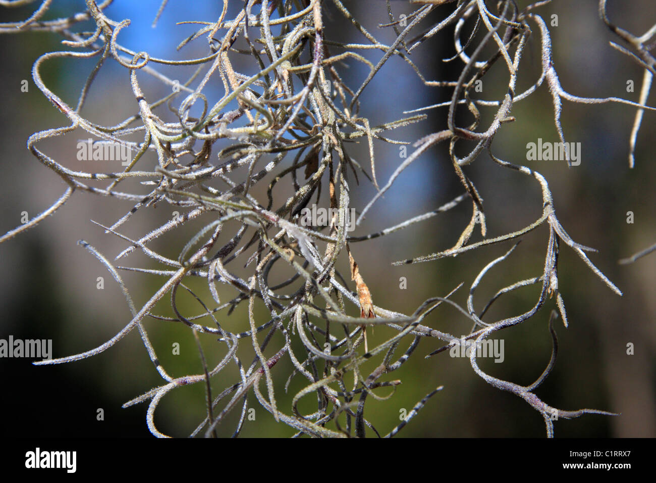 Usa Tillandsia Usneoides High Resolution Stock Photography and Images ...