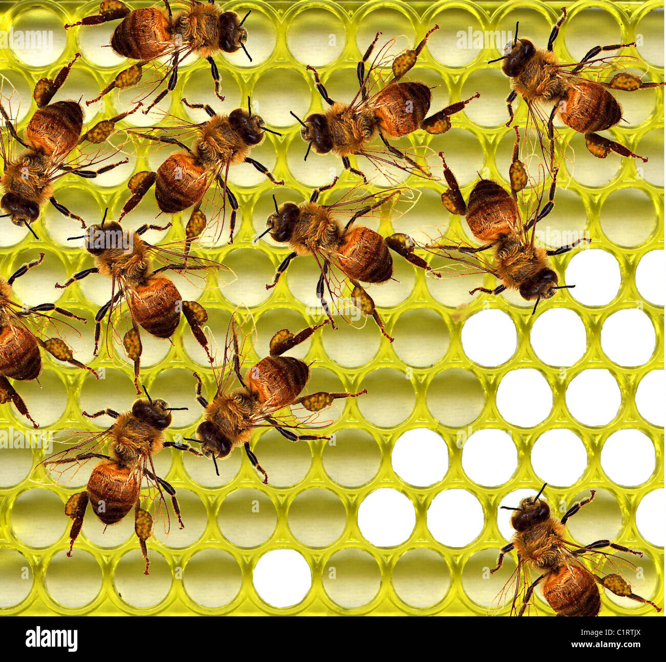 Bee hive illustration hi-res stock photography and images - Alamy