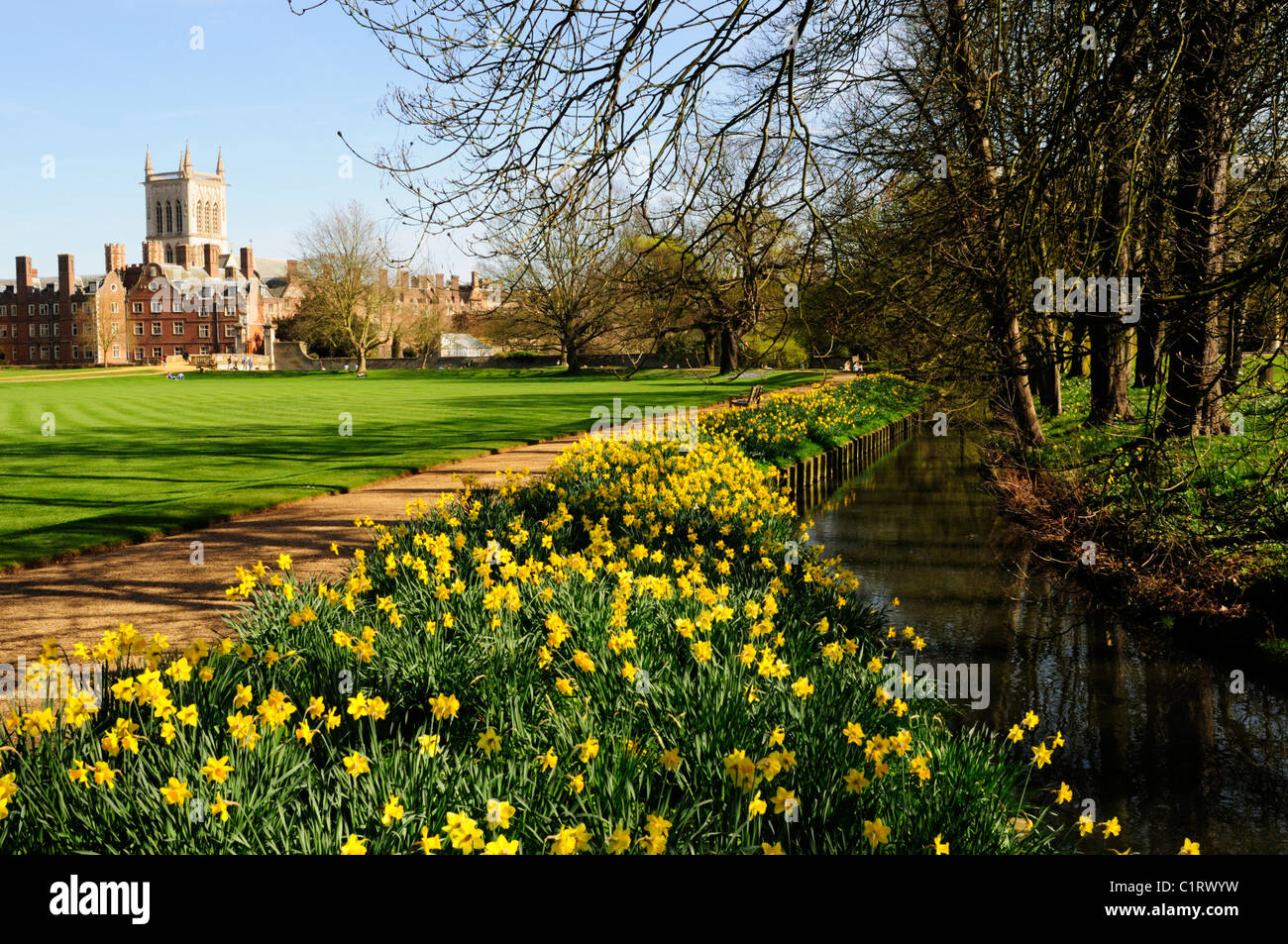 Daffodils in the Grounds of St John's College, Cambridge, England, UK Stock Photo