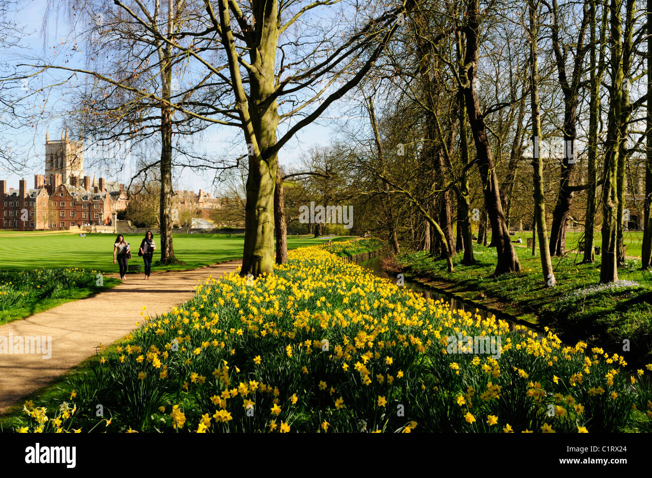 Daffodils in the Grounds of St John's College, Cambridge, England, UK