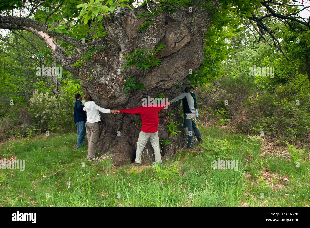 Giant chestnut tree  (Castanea sativa) Stock Photo