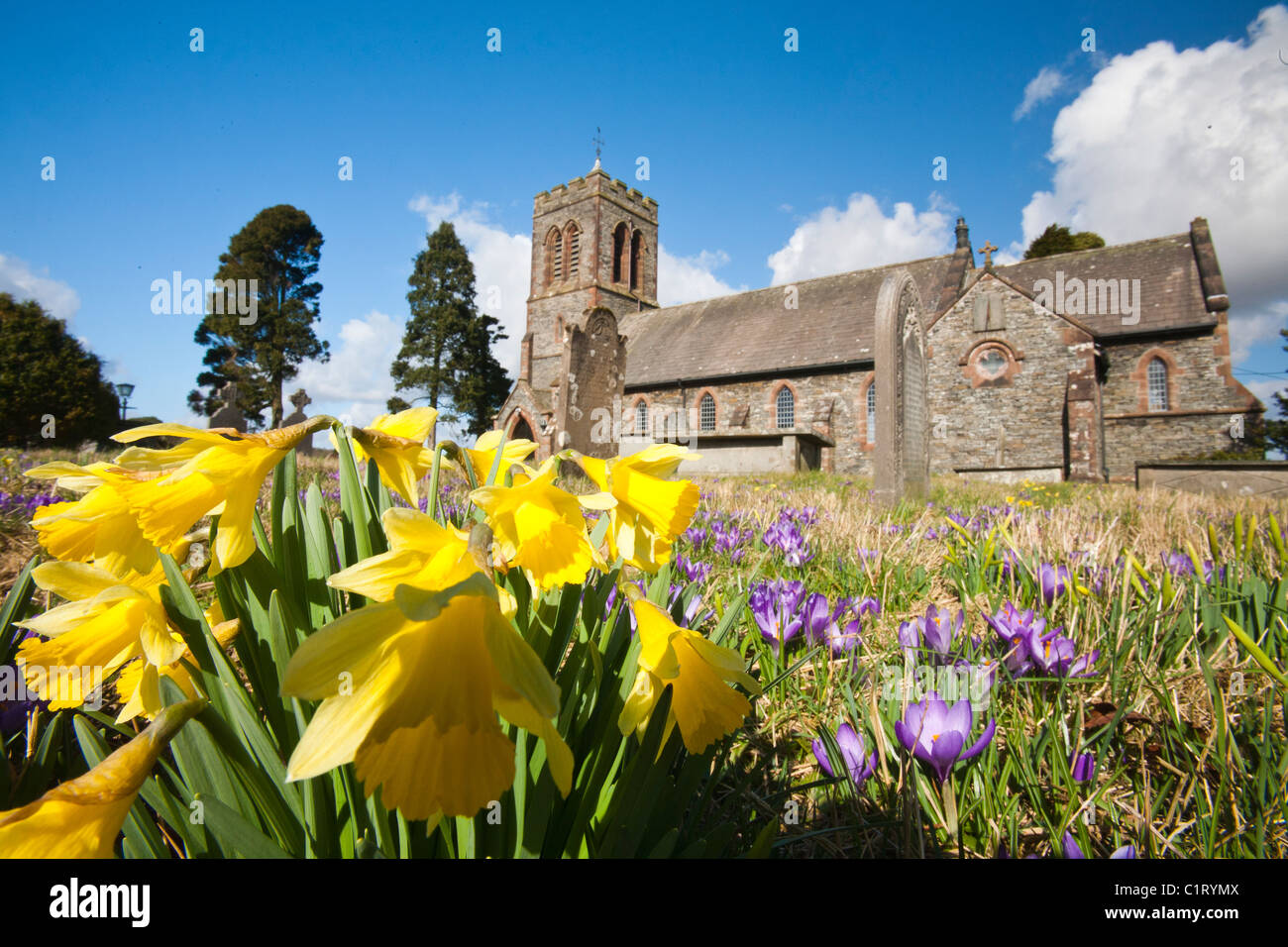 Wild Daffodills and Crocus in the churchyard at Lowick, South Cumbria, UK. Stock Photo