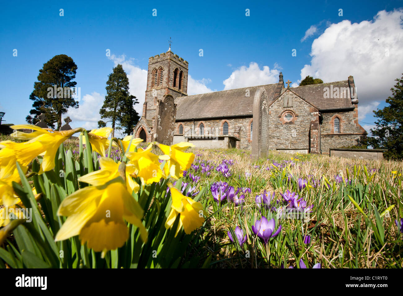 Wild Daffodills and Crocus in the churchyard at Lowick, South Cumbria, UK. Stock Photo