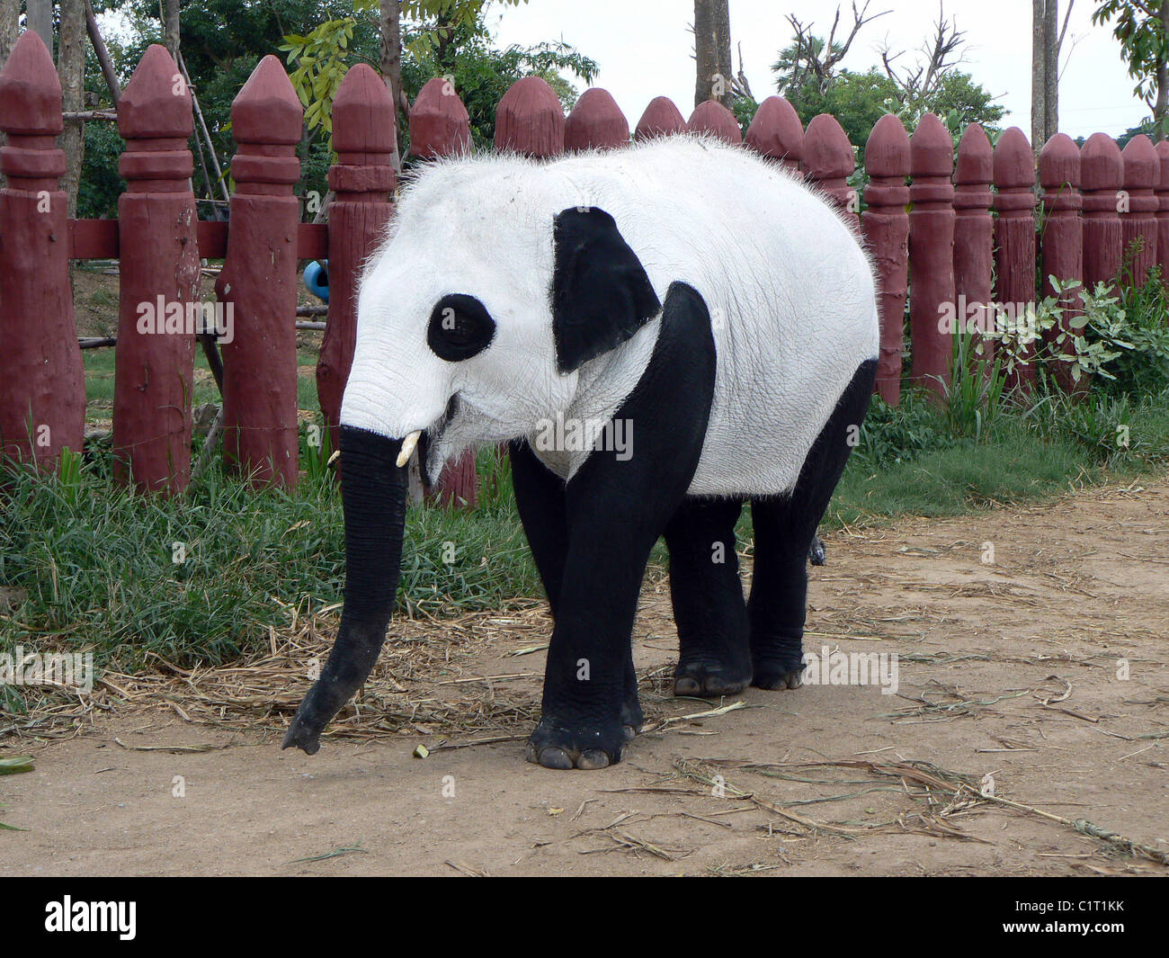 ELEPHANT PANDAS  Either these elephants are making some kind of statement or this is the worst disguise ever!   A group of Thai Stock Photo