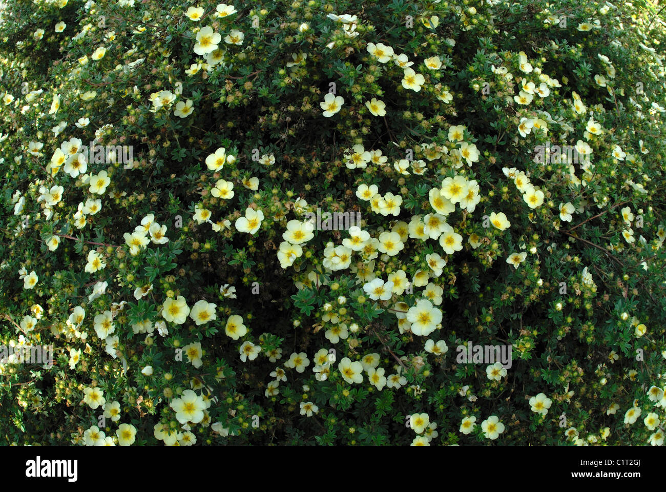 A mass of tiny yellow potentilla flowers suitable for a background or design Stock Photo
