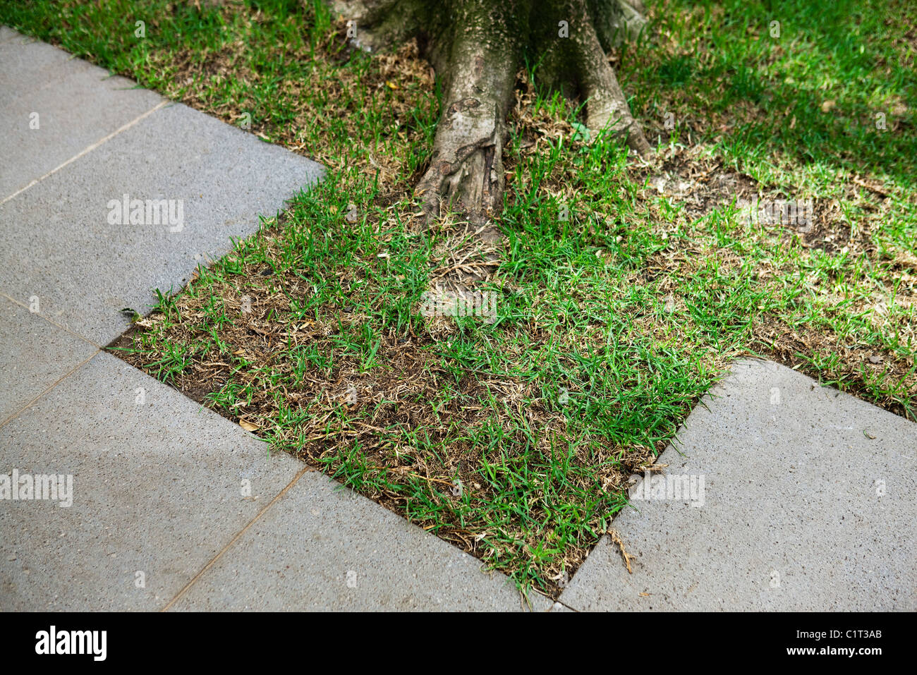 Grass growing along sidewalk Stock Photo Alamy
