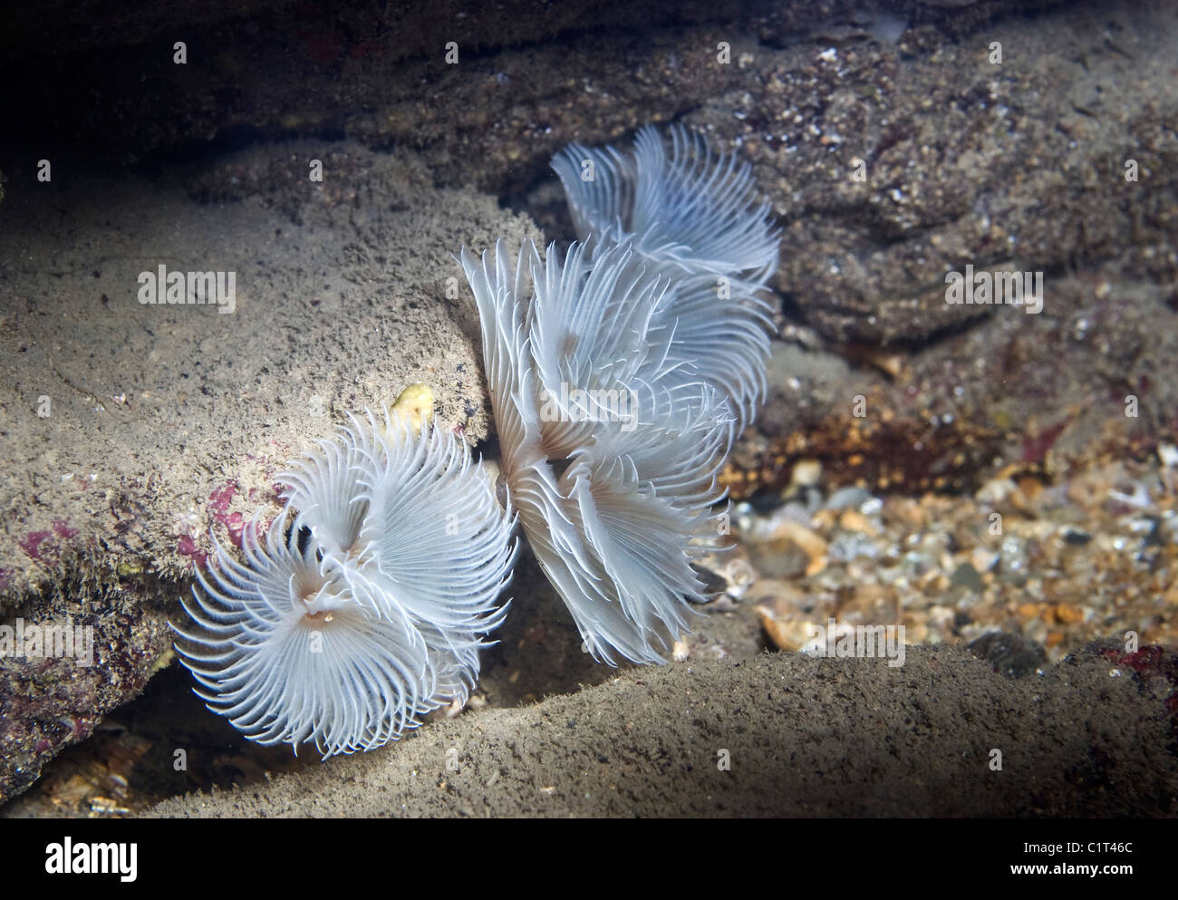 A feather worm on a rocky seabed off South Cornwall. Stock Photo