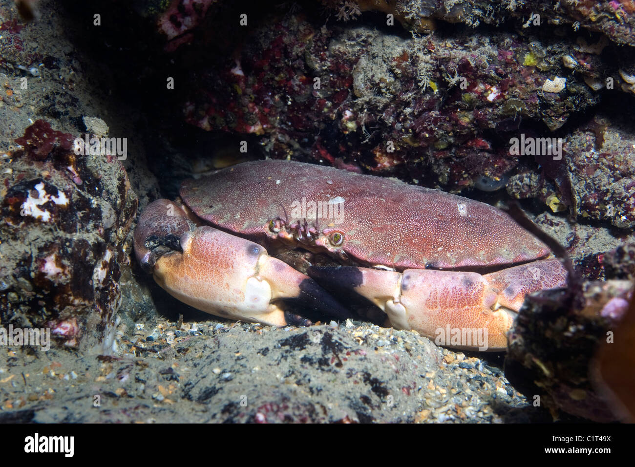 Brown Crab Stock Photos & Brown Crab Stock Images - Alamy