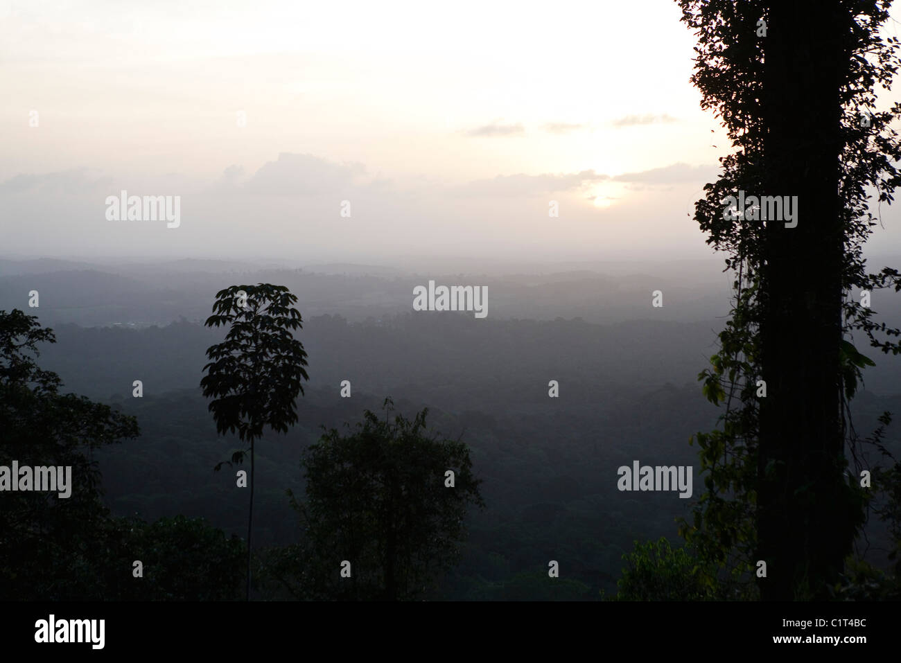 Sun rising over tropical rainforest Stock Photo
