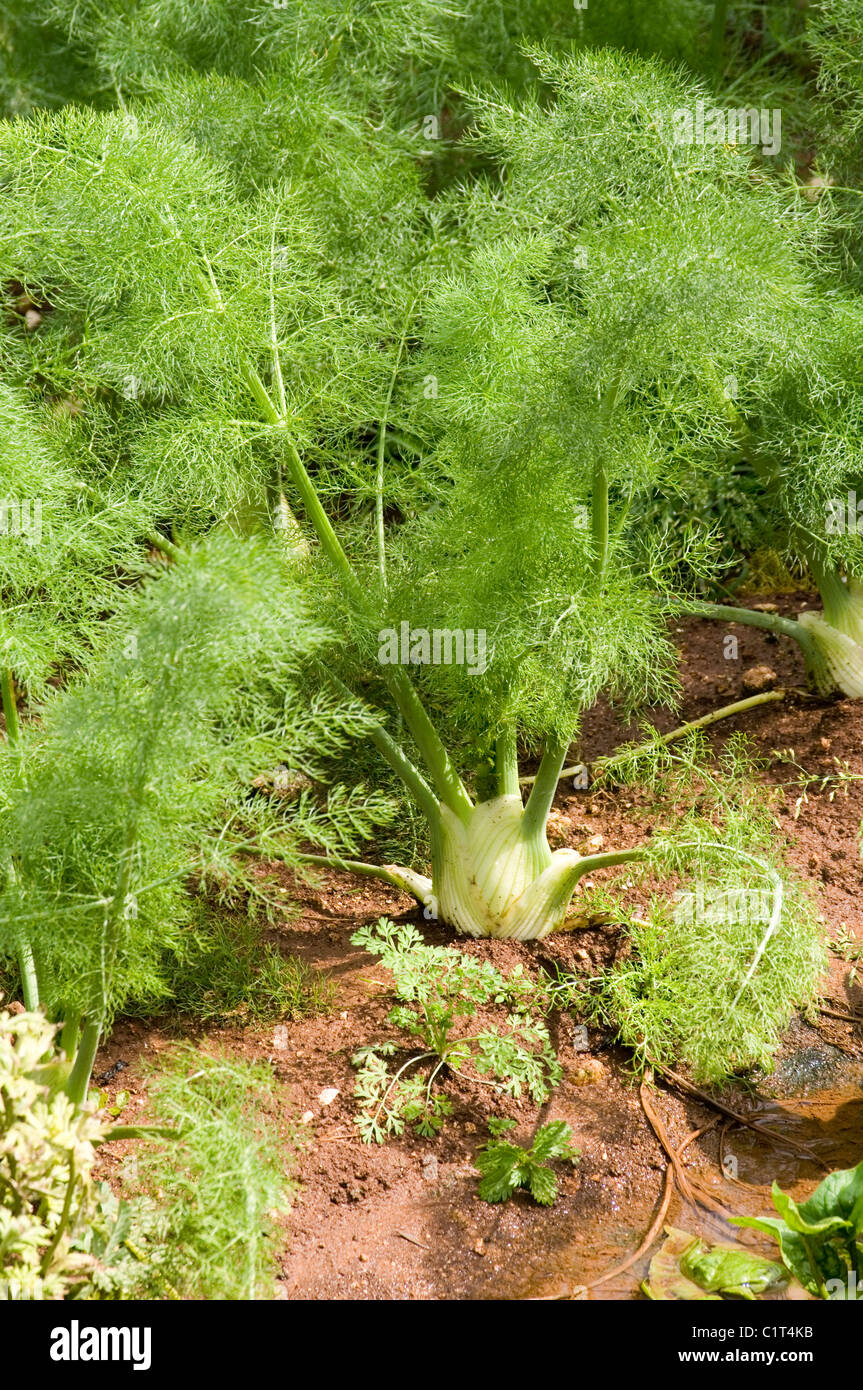 Fennel Foeniculum vulgare Apiaceae herb vegetable vegetables Mediterranean bulb bulbs top tops