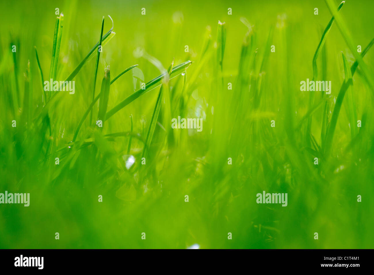 Image close up hi-res stock photography and images - Alamy