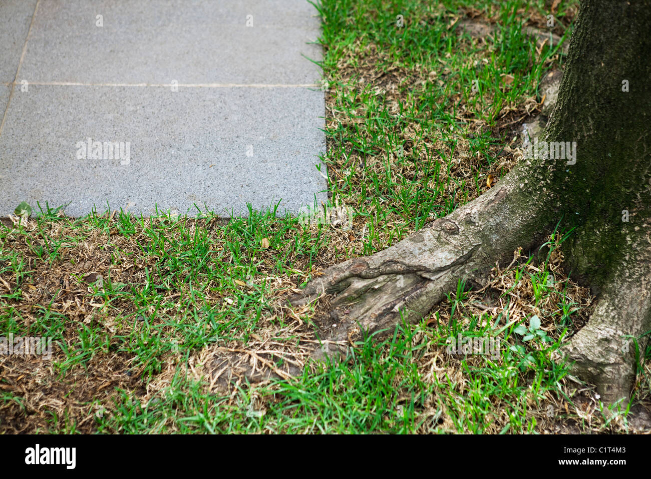 Grass growing along sidewalk Stock Photo Alamy