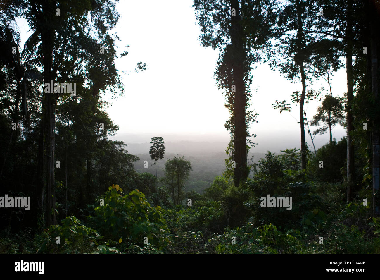 South America, Amazon Rainforest scene Stock Photo Alamy