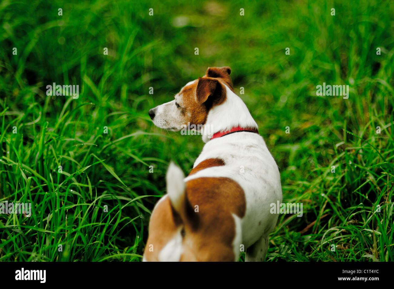 A rear view of a Jack Russell dog Stock Photo