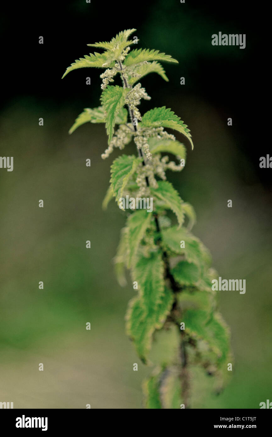 A single stem of a stinging nettle Stock Photo