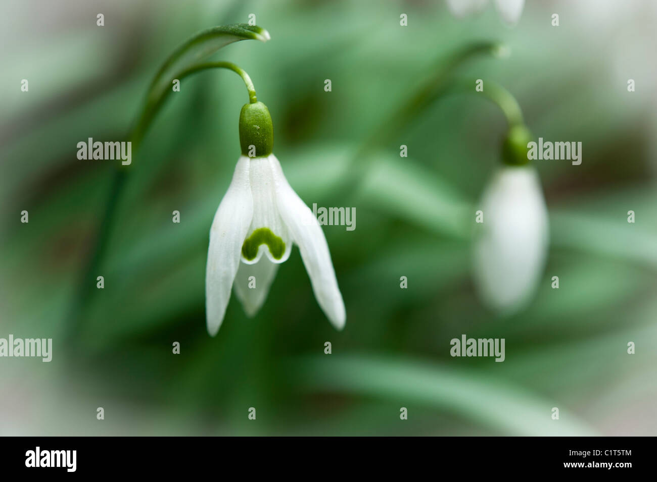 snowdrops in flower, close up, slight vignetting of edges to make the flowers stand out in a soft focus effect. Stock Photo