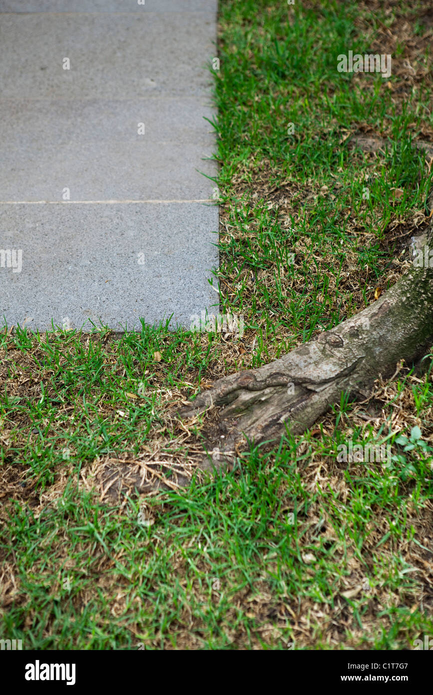 Grass growing along sidewalk Stock Photo Alamy