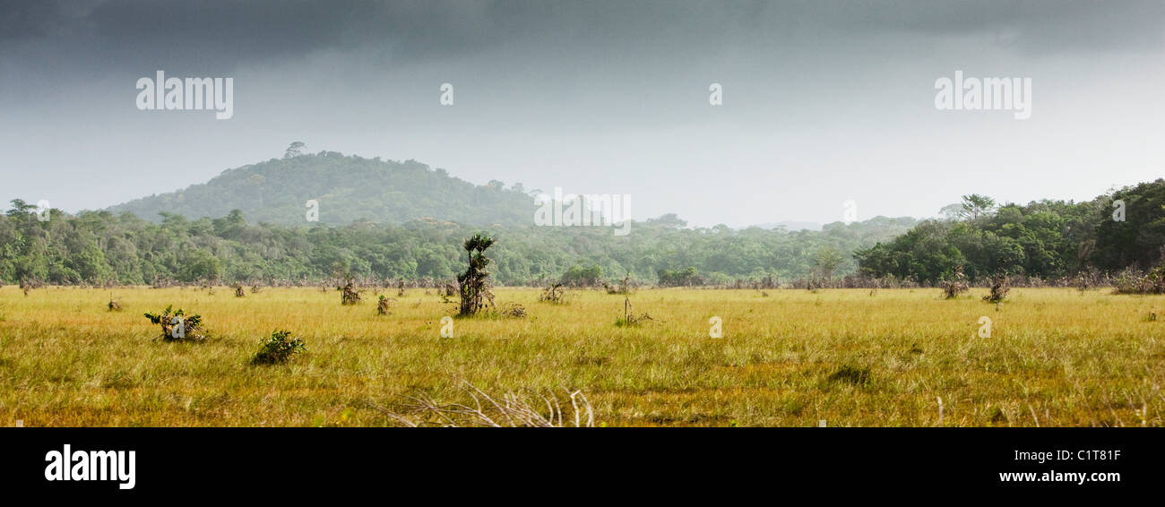 South America, Amazonia, grassy meadow Stock Photo