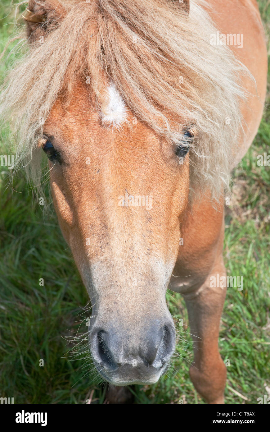 Wild Dartmoor pony on Homerton Hill in Dartmoor National Park near