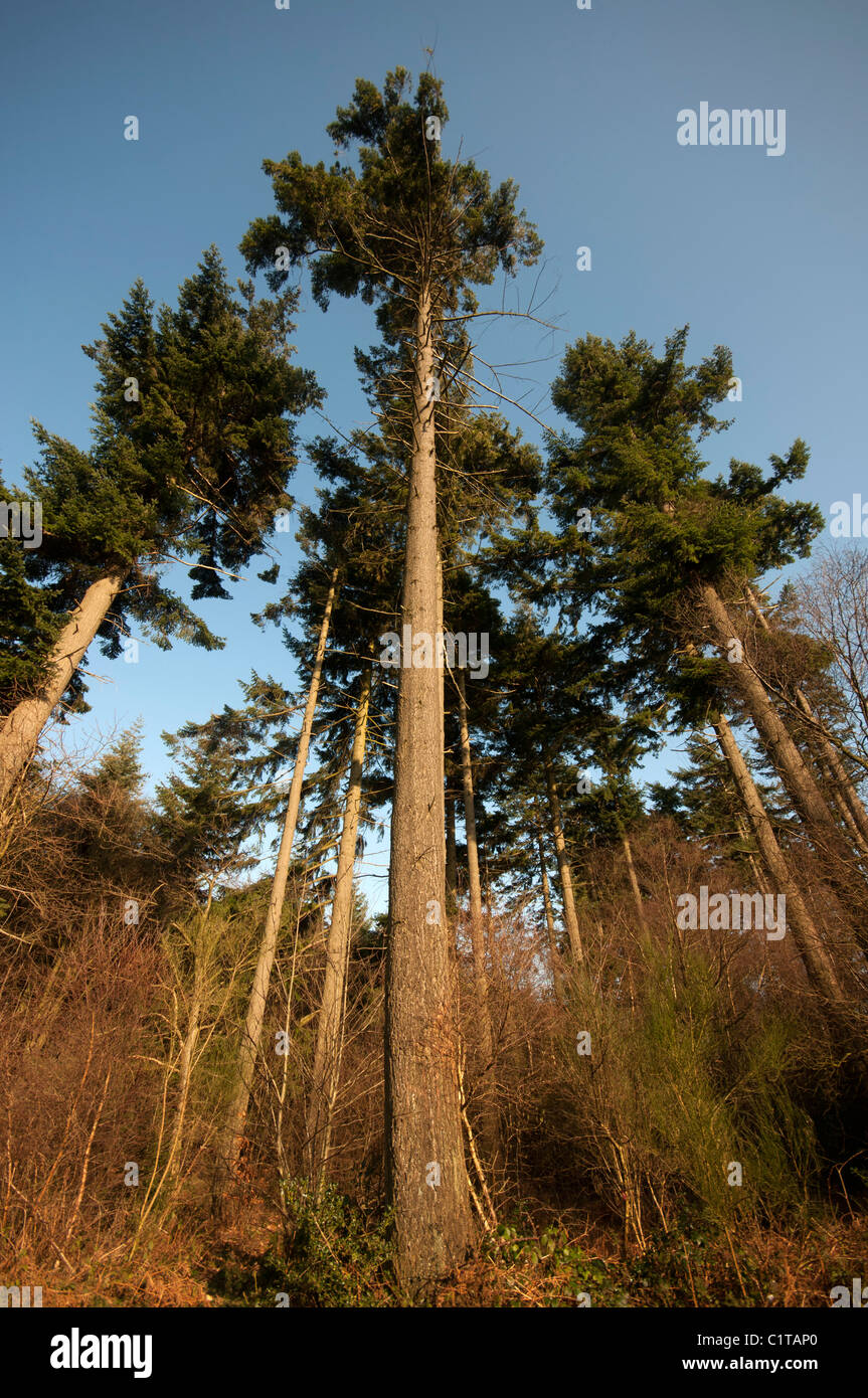 tall trees Kent Copsed Woodland England Kent UK Stock Photo Alamy