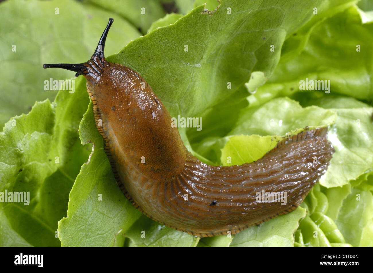Eats gastropods hires stock photography and images Alamy
