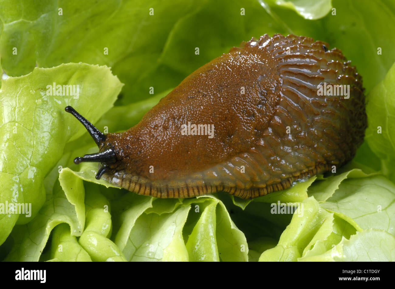 Lusitanian Slug eats salad Stock Photo