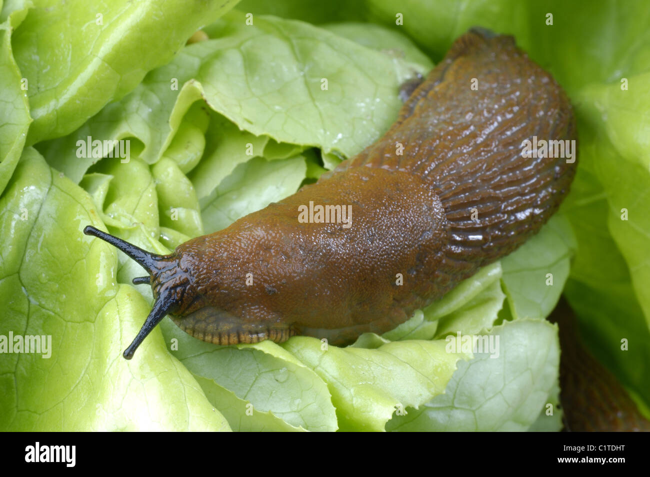 Lusitanian Slug eats salad Stock Photo