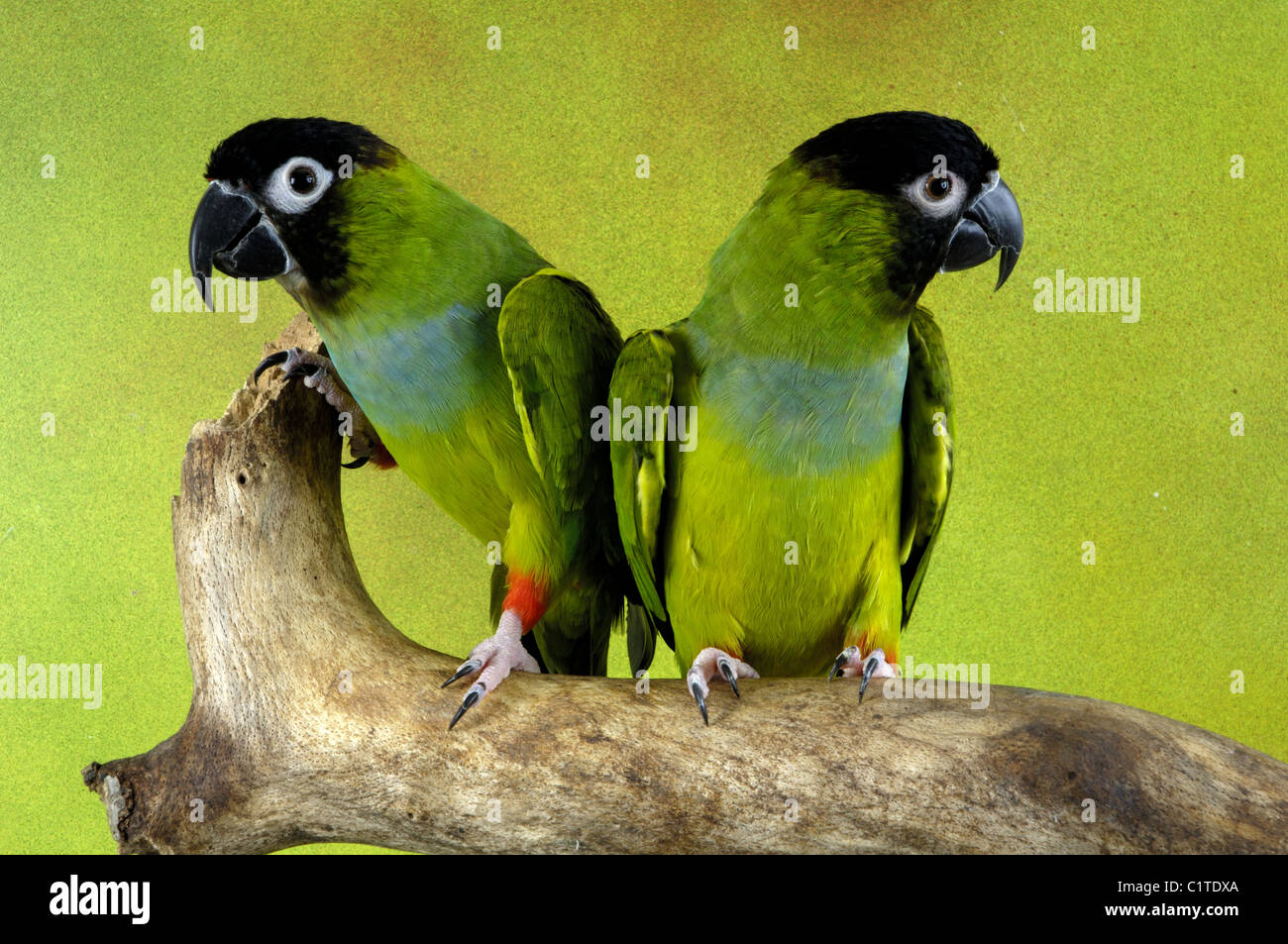 Nanday Conure Couple Stock Photo