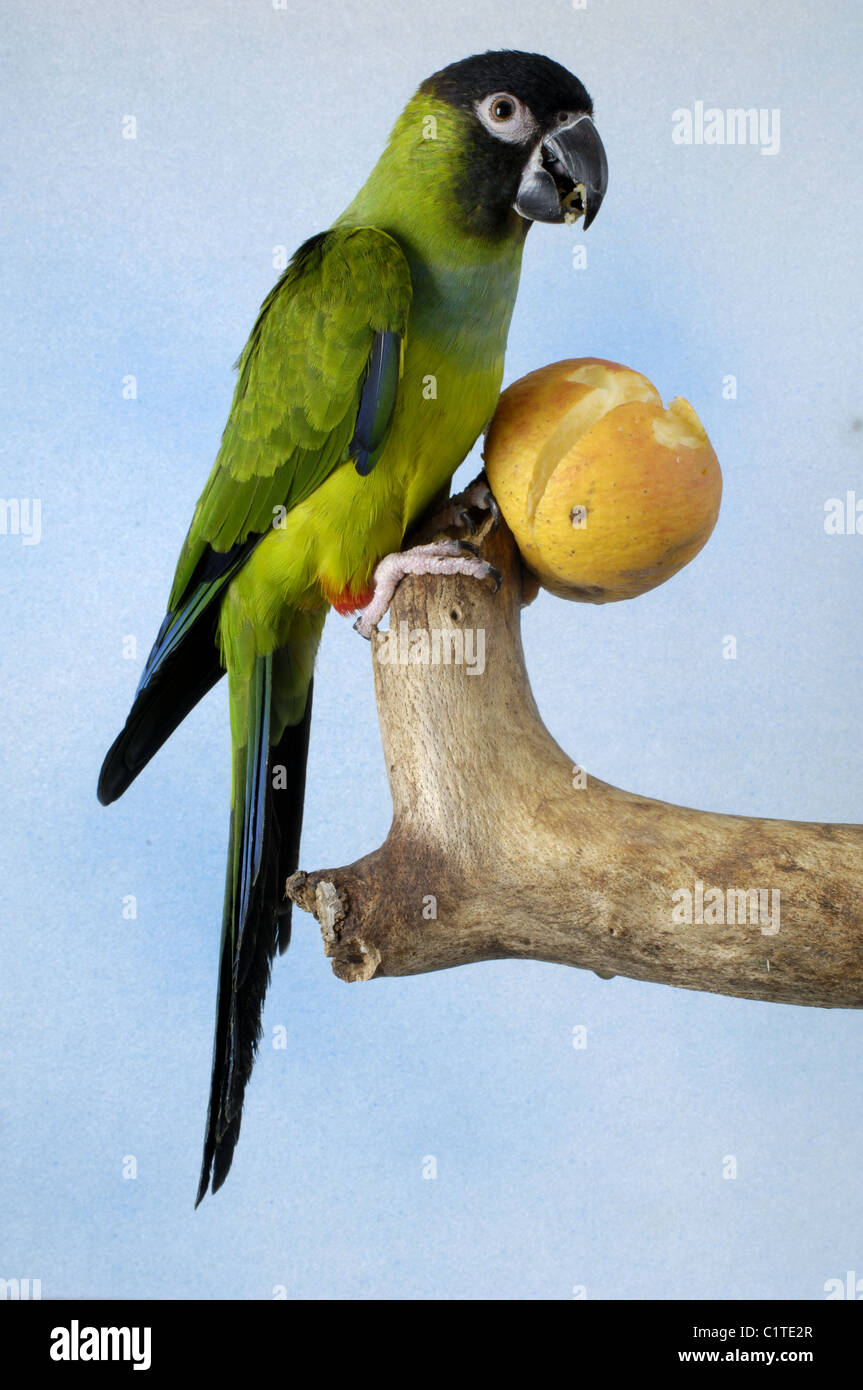 Nanday Conure Stock Photo