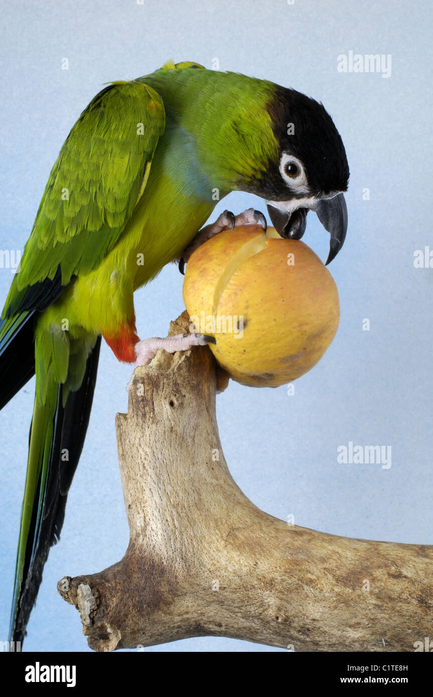 Nanday Conure Stock Photo