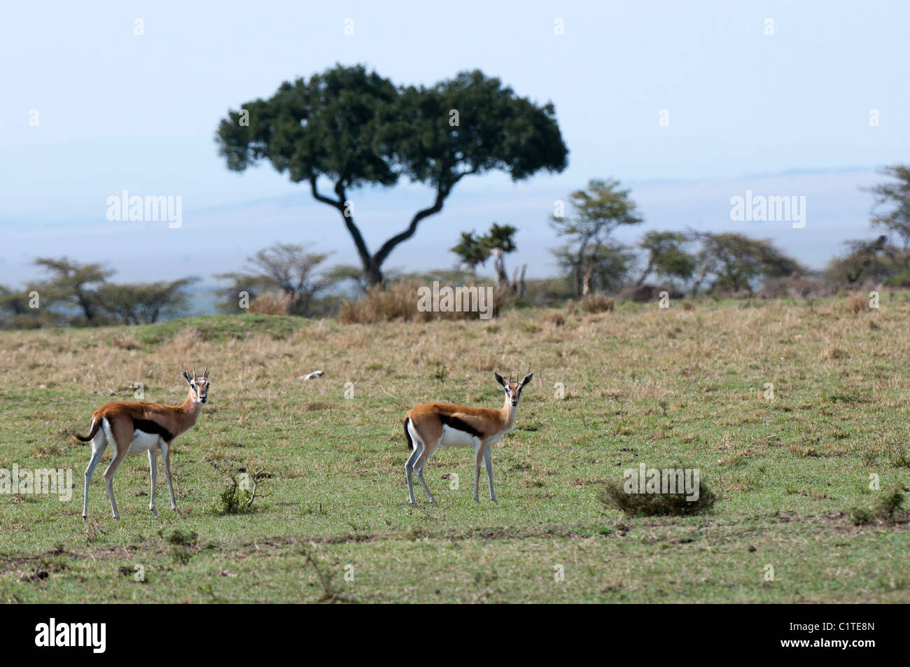 Thomsons gazelles hi-res stock photography and images - Alamy