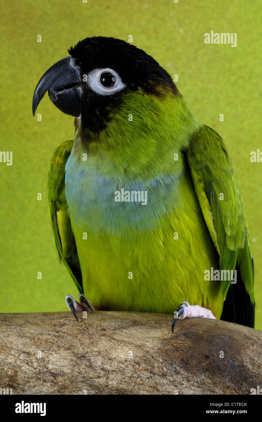 Nanday Conure Stock Photo