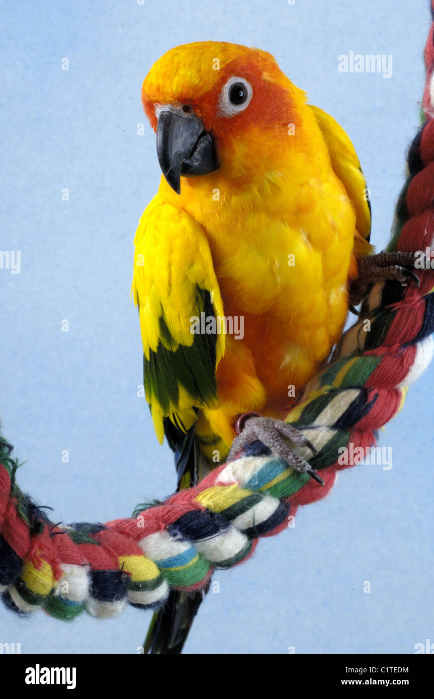 Sun Conure Stock Photo