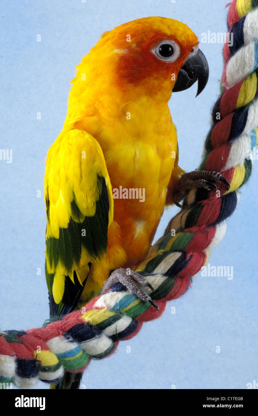 Sun Conure Stock Photo