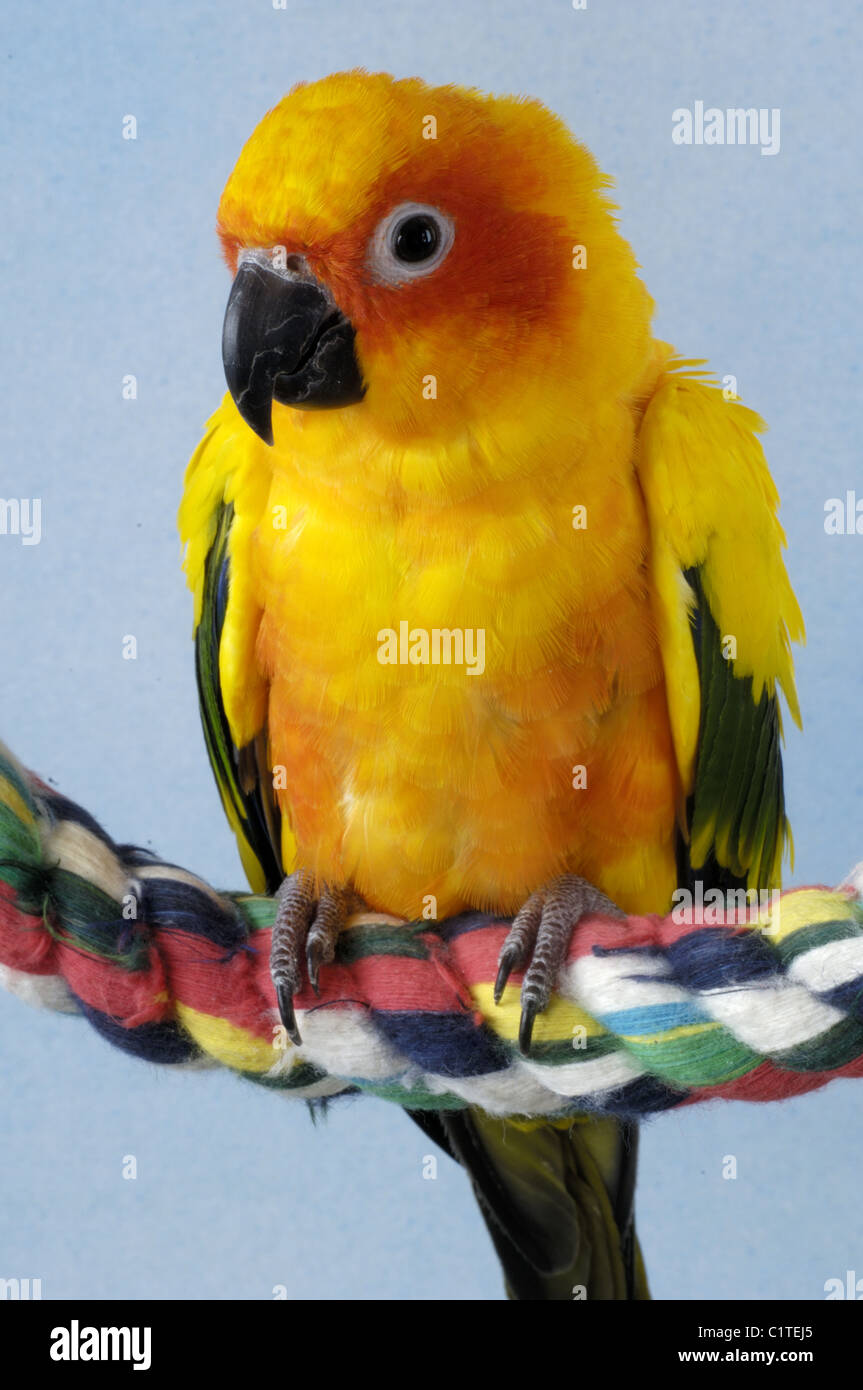 Sun Conure Stock Photo