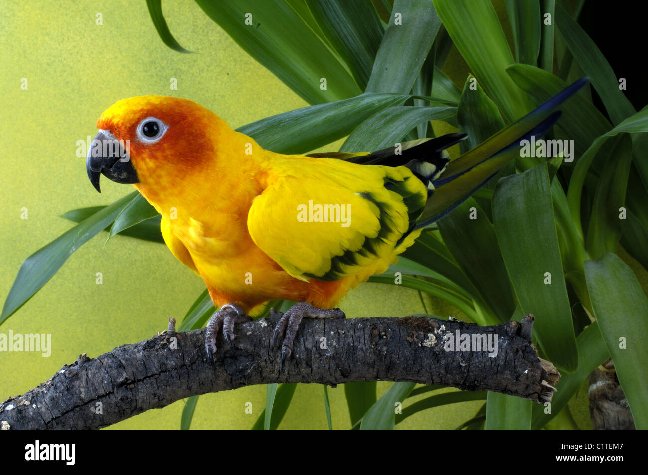 Sun Conure Stock Photo