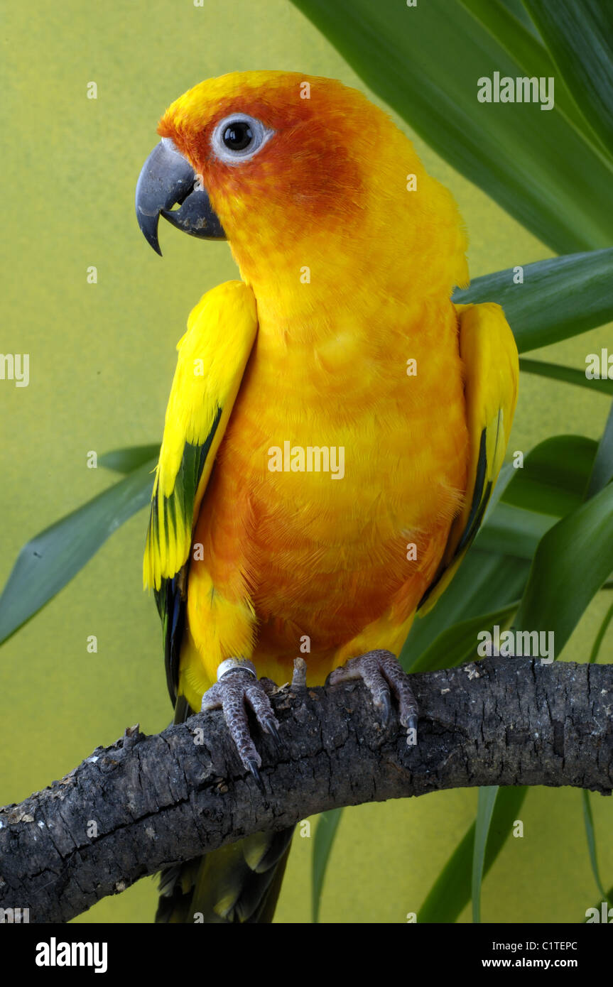 Sun Conure Stock Photo