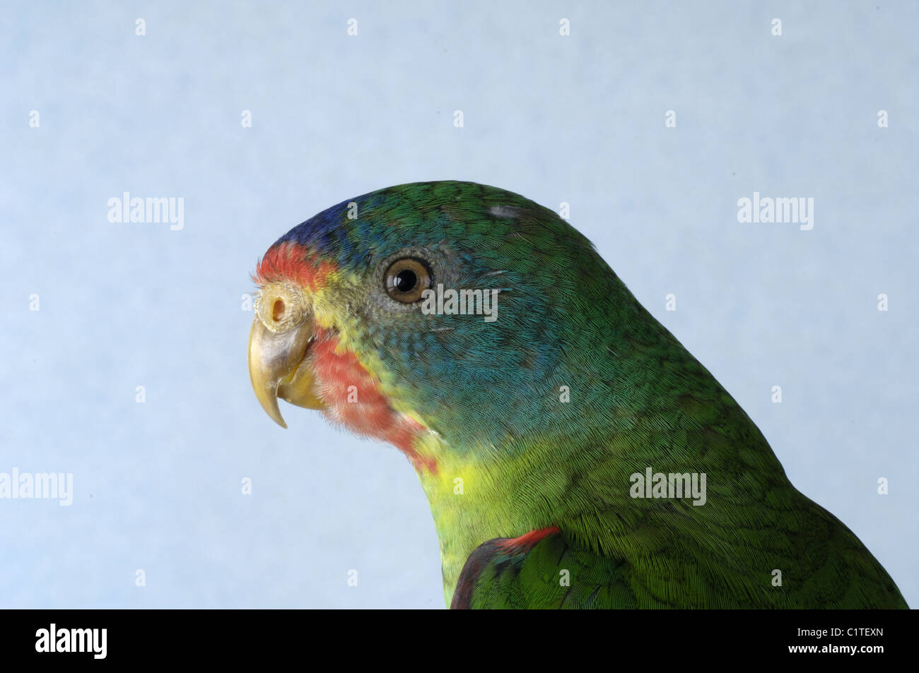 Swift Parrot Stock Photo